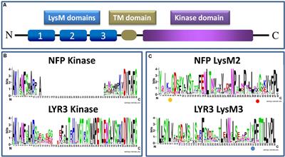 Evolutionary History of Plant LysM Receptor Proteins Related to Root Endosymbiosis